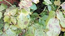 Rose affected by fungal leaf spot with brown patches on the leaves